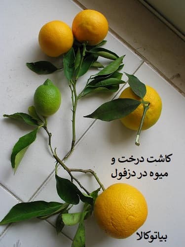 کاشت درخت و نهال در دزفول